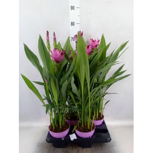 Curcuma alism. 'Siam Splash'