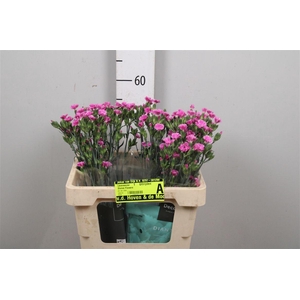 Di Lilliput Lavender