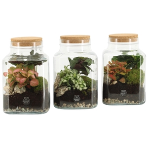 90559: Terrarium arrangement