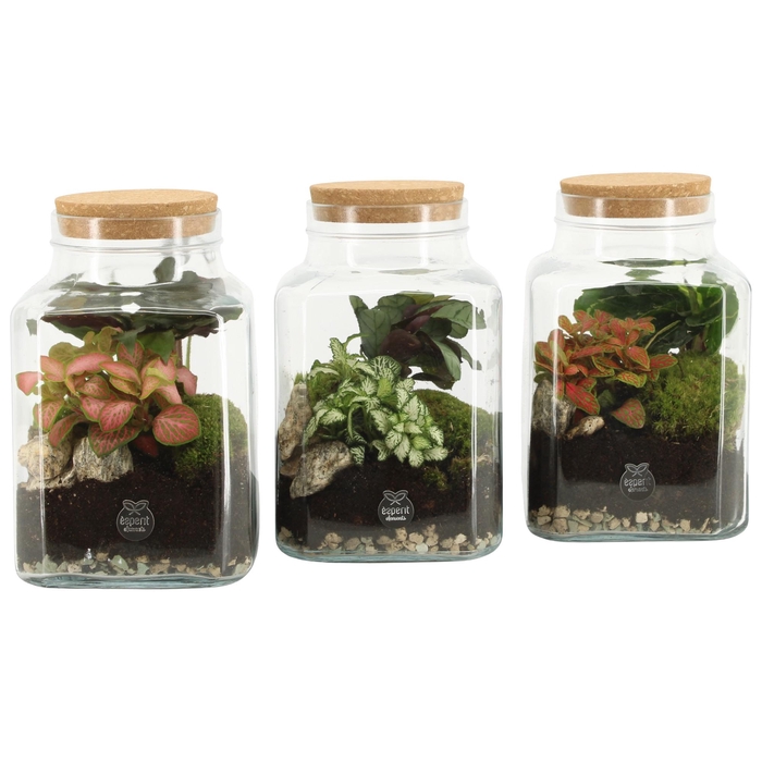 <h4>90559: Terrarium arrangement</h4>