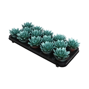 Echeveria coloured metallic green