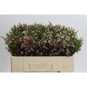 Chamelaucium My Sweet 16