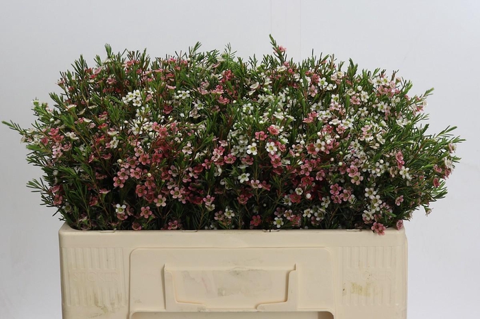 <h4>Chamelaucium My Sweet 16</h4>