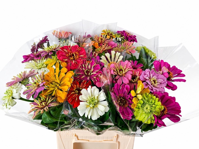 <h4>ZINNIA OV GEM</h4>