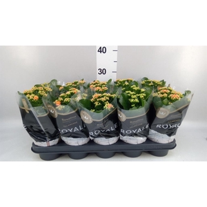Kalanchoe blos. 'RosDon Pedro'