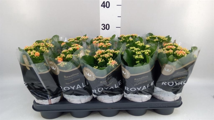 <h4>Kalanchoe blos. 'RosDon Pedro'</h4>