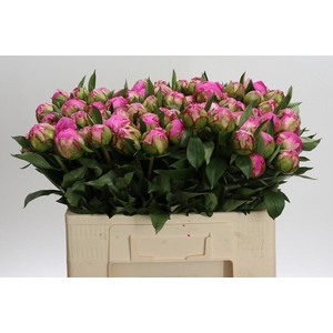 Paeonia Dr A Fleming