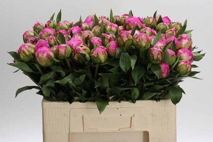 <h4>Paeonia Dr Alexander Fleming</h4>
