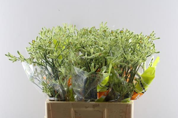 <h4>Anigoz Green</h4>