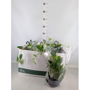 Scindapsus pictus 'Argyraeus'