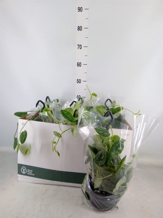 <h4>Scindapsus pictus 'Argyraeus'</h4>