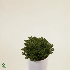 <h4>Selaginella lepidophylla  Jericho</h4>