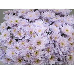 Chr T Euro Sweet Milka