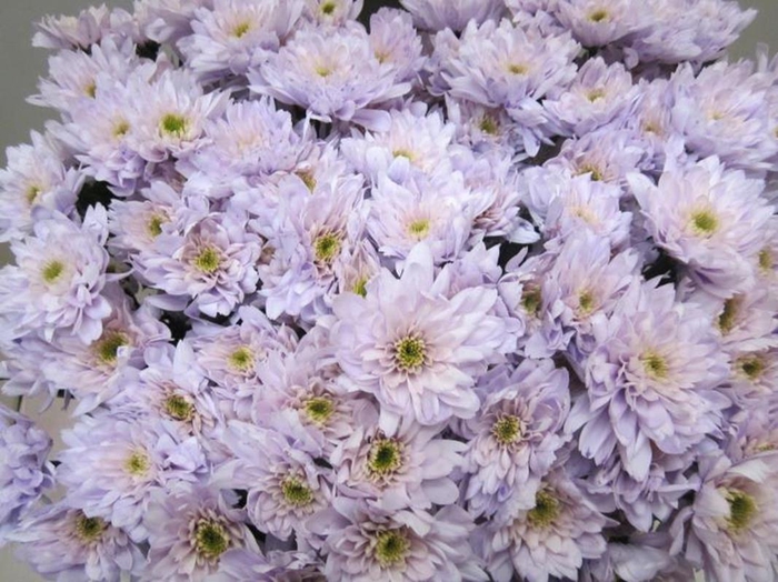 <h4>Chr T Euro Sweet Milka</h4>