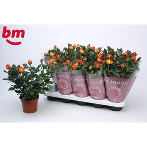 Rosa Estoril Beau Monde (12 cm)