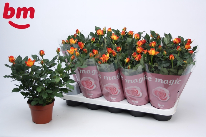 <h4>Rosa Estoril Beau Monde (12 cm)</h4>