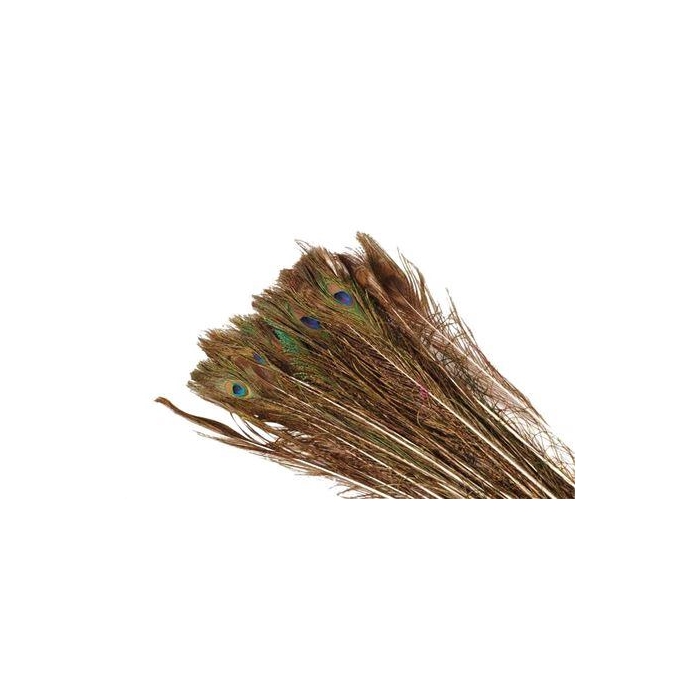 <h4>Feather Peacock L60-70</h4>