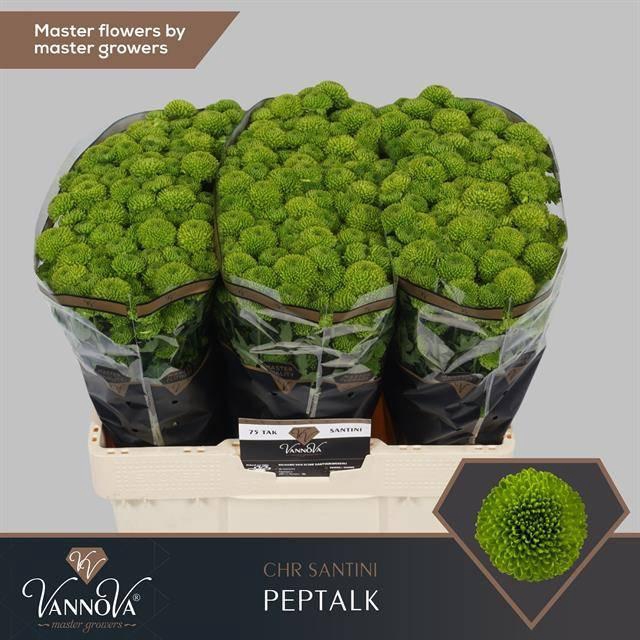 <h4>Chr S Aaa Peptalk</h4>