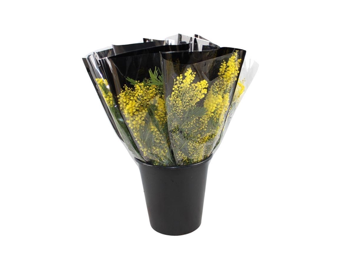 <h4>Mimosa Mirandol</h4>