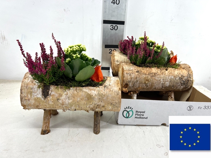 <h4>ARR TUINPLANTEN</h4>