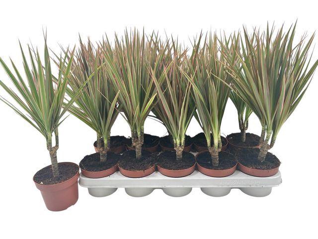 <h4>Dracaena marg. Bicolor</h4>