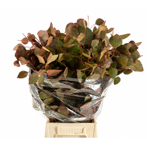 Euc. Populus Leaf Painted Autunno 'De Luxe'