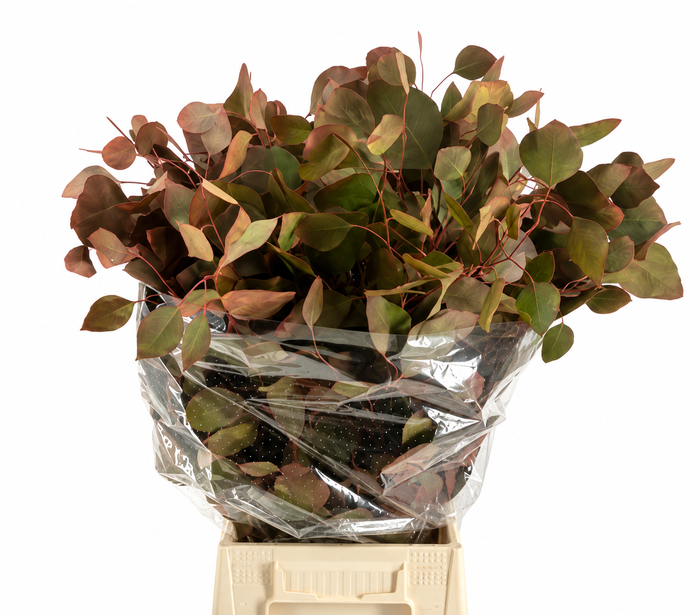 <h4>Euc. Populus Leaf Painted Autunno 'De Luxe'</h4>