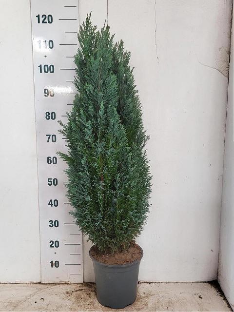 <h4>CHAM L ELLWOODII</h4>