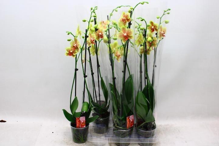 <h4>PHAL OV GEEL</h4>