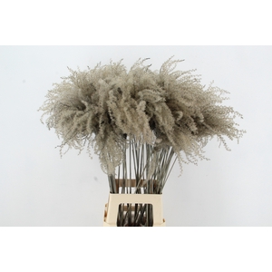 DF Miscanthus 90cm Grey