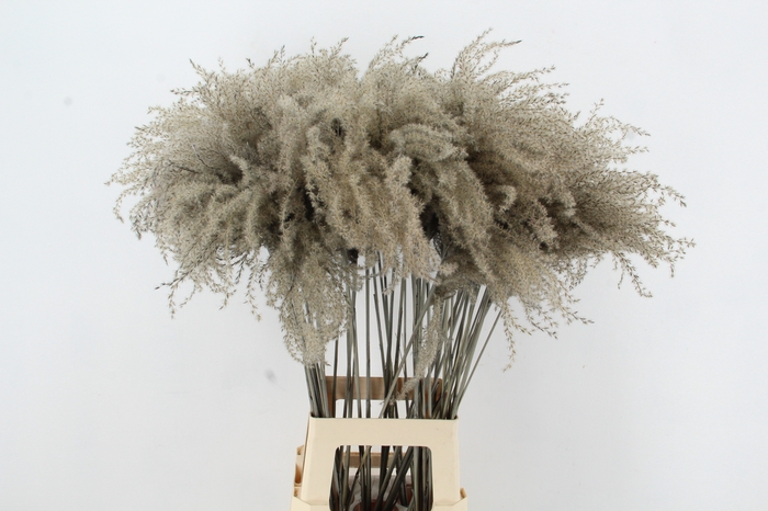 <h4>DF Miscanthus 90cm Grey</h4>