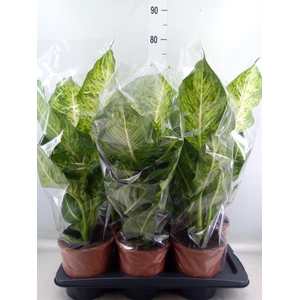 Dieffenbachia  'Mars'