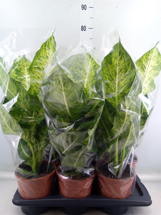 <h4>Dieffenbachia  'Mars'</h4>