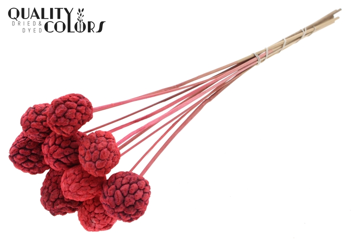 Atta Fruit on stem Intense Coral