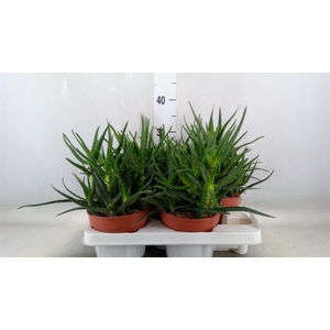 Aloe   ...