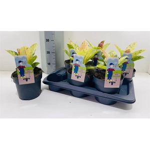 Ficus elastica Moonshine 17Ø 30cm 1pp