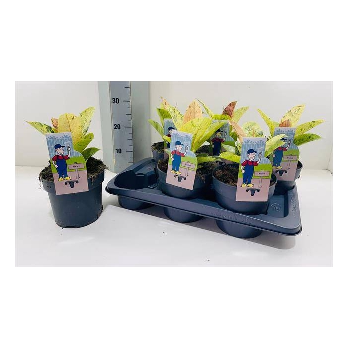 <h4>Ficus elastica Moonshine 17Ø 30cm 1pp</h4>