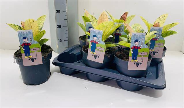 Ficus elastica Moonshine 17Ø 30cm 1pp