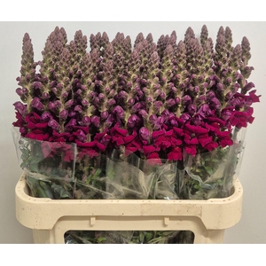 Antirrhinum Avignon Dark Red