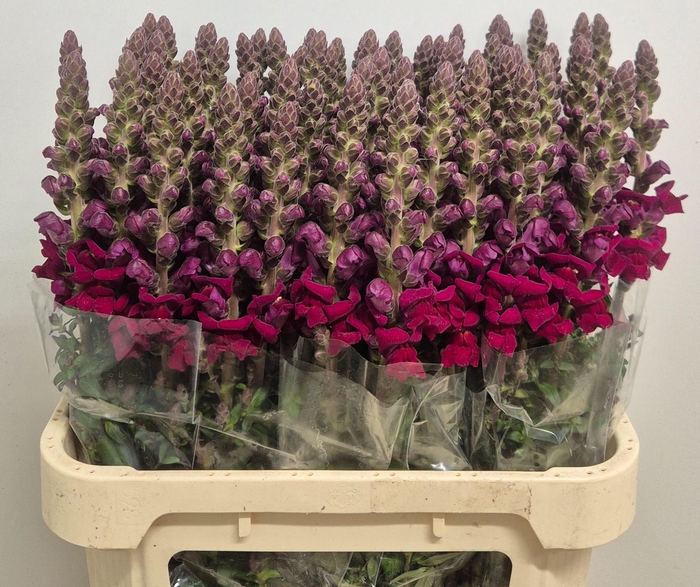 <h4>Antirrhinum Avignon Dark Red</h4>