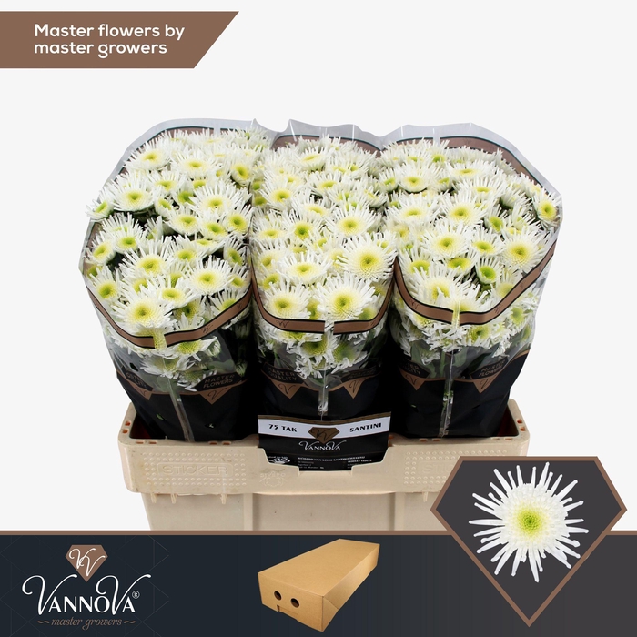 <h4>Chr S Maradona</h4>