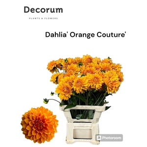 Decorum Dahlia 'Orange Couture' 996