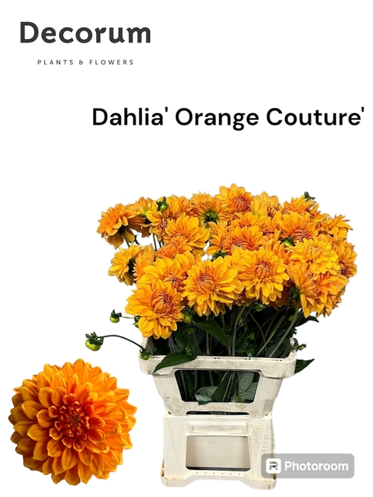 <h4>Dahlia Orange Couture 996</h4>
