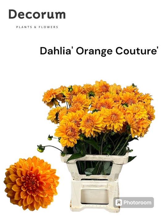 <h4>Decorum Dahlia 'Orange Couture' 996</h4>