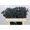 Eryngium Blue Dynamite