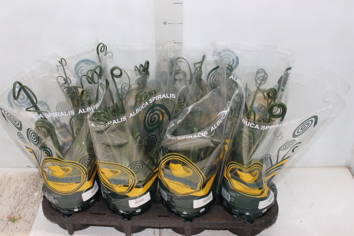<h4>ALBUCA SPIRALIS P14 SEM FLOR</h4>