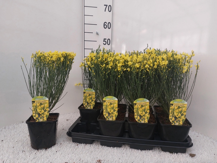 <h4>CYTI PR ALLGOLD</h4>