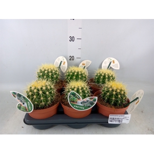 Echinocactus grusonii