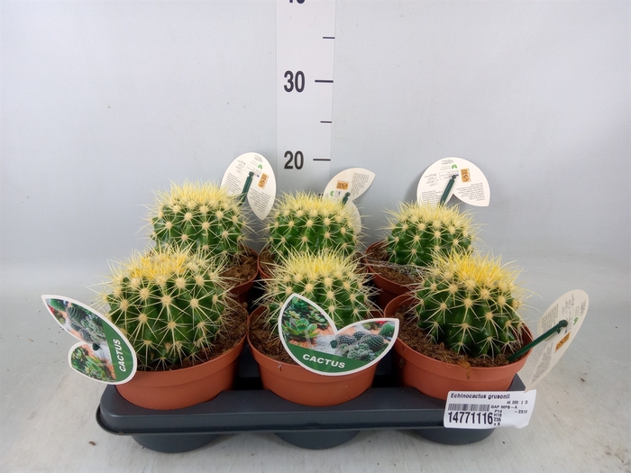 <h4>Echinocactus grusonii</h4>