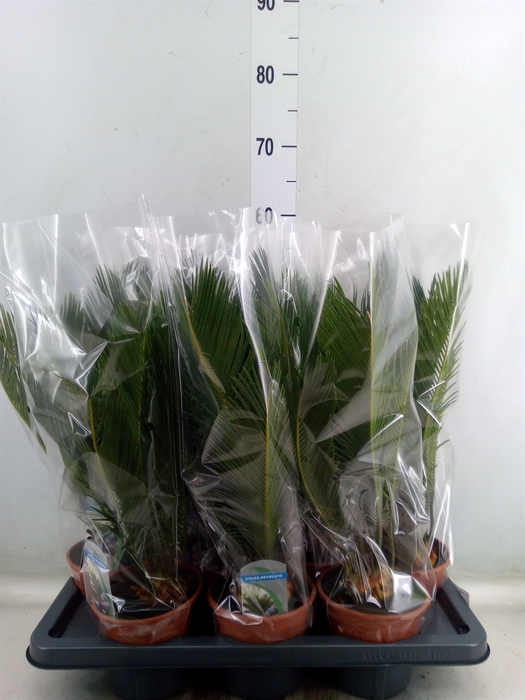<h4>Cycas revoluta</h4>
